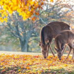 Kyoto/Osaka: Kinkakuji, Bamboo Forest, and Nara Deer Park - The Practical Side: What to Expect