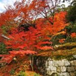 KYOTO: Sophisticated Harmony Journey: 4 Calming Scenes - Why This Tour Offers Genuine Value