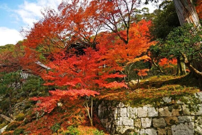 KYOTO: Sophisticated Harmony Journey: 4 Calming Scenes - Why This Tour Offers Genuine Value