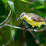 Langkawi: Half Day Birdwatching Tour - Final Thoughts