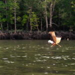 Langkawi Mangrove Group Boat Tour - What You’ll Love About This Tour