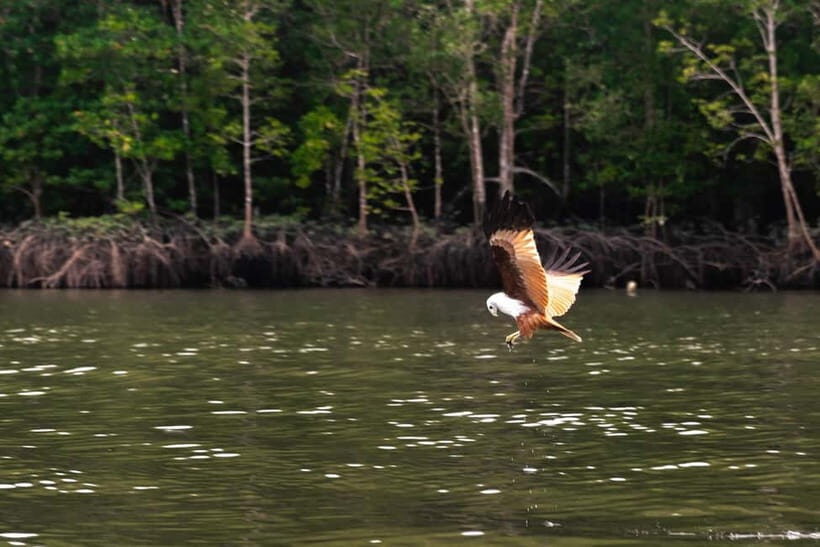 Langkawi Mangrove Group Boat Tour - What You’ll Love About This Tour