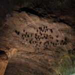 Langkawi Mangrove Tour : Estimated 3 hours Lunch Available - The Experience and Practical Aspects