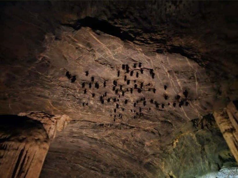 Langkawi Mangrove Tour : Estimated 3 hours Lunch Available - The Experience and Practical Aspects