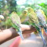 Langkawi: Wildlife Park Admission Ticket - Who Should Consider Visiting?