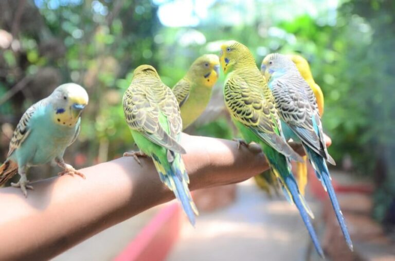 Langkawi: Wildlife Park Admission Ticket - Who Should Consider Visiting?