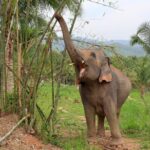 Living Green Elephant Sanctuary Tour from Bangkok and Pattaya - Who Will Love This Tour?