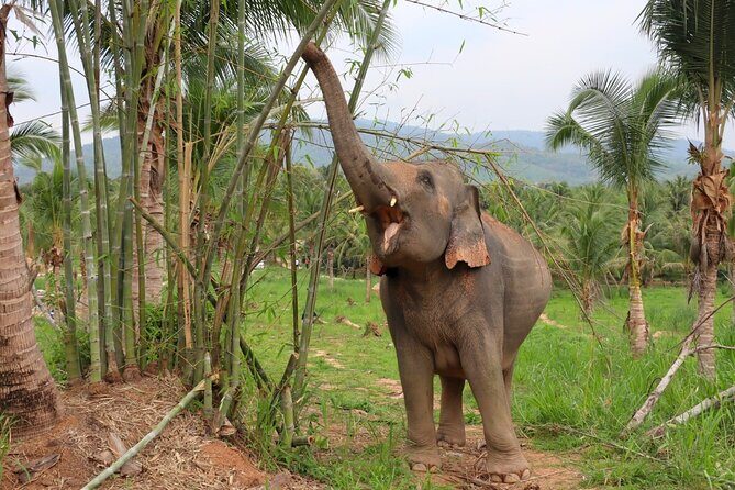 Living Green Elephant Sanctuary Tour from Bangkok and Pattaya - Who Will Love This Tour?