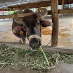 Luang Prabang: Farm Tour and Buffalo Buffet Adventure - The Sum Up
