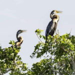 Maduru Oya National Park Private Safari - Sightings and Animal Behavior