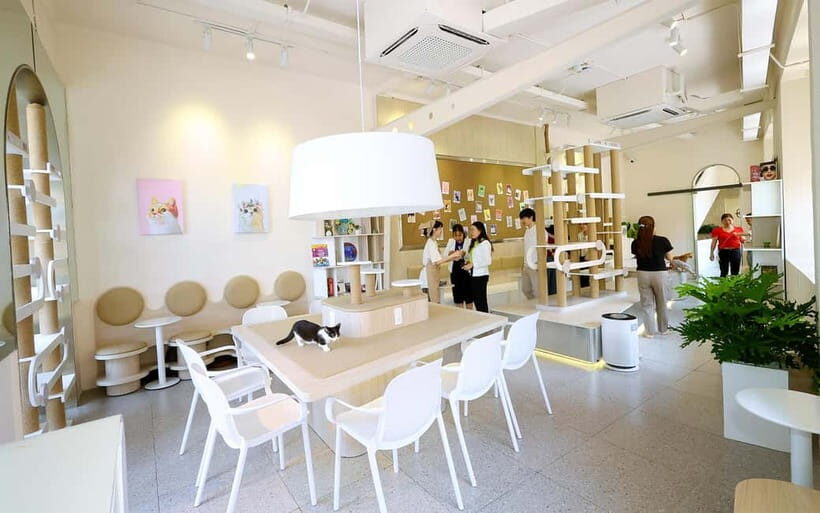 Méo Meo Cat Cafe in Center of Saigon - A Closer Look at the Méo Meo Cat Cafe Experience