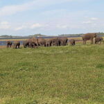 Minneriya: Elephant Safari at Minneriya Park - Hotel Pickup - What’s Included & What to Budget Extra For