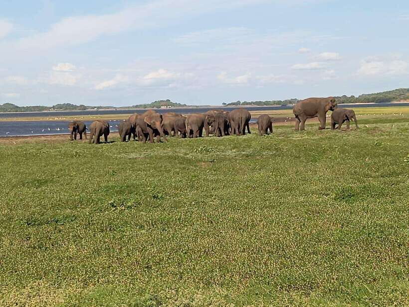 Minneriya: Elephant Safari at Minneriya Park - Hotel Pickup - What’s Included & What to Budget Extra For