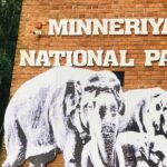 Minneriya Half Day Safari - Authentic Experiences and Reviews That Speak Volumes