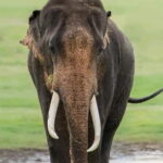 Minneriya Half Day Safari Tour - Who Should Book This Tour?