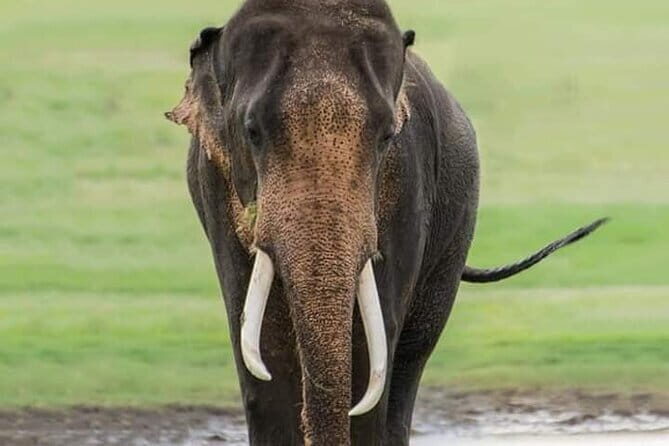 Minneriya Half Day Safari Tour - Who Should Book This Tour?