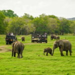 Minneriya: Minneriya National Park Private Elephant Safari - The Itinerary Breakdown