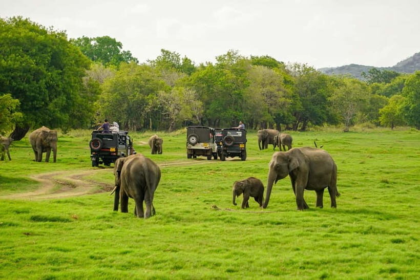 Minneriya: Minneriya National Park Private Elephant Safari - The Itinerary Breakdown