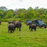 Minneriya: Minneriya National Park Private Evening Safari - The Wildlife Encounters