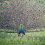 Minneriya National Park Elephant Safari  from Sigiriya - Practical Details: What You Can Expect