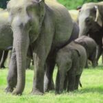 Minneriya National Park: Private Jeep Safari - All Inclusive - Who Will Love This Tour?