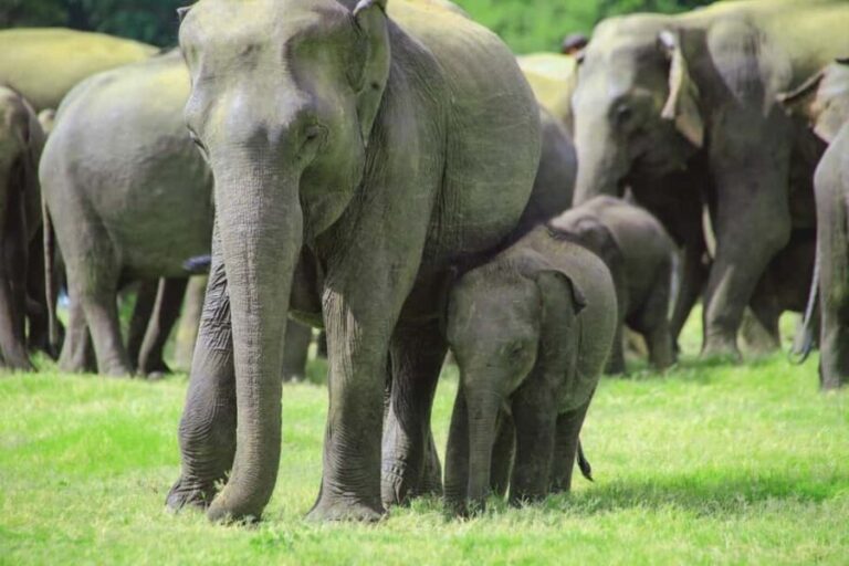 Minneriya National Park: Private Jeep Safari - All Inclusive - Who Will Love This Tour?