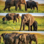 Minneriya National Park Private Luxury Elephant Safari - The Itinerary: What to Expect on Your Safari