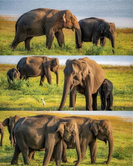 Minneriya National Park Private Luxury Elephant Safari - The Itinerary: What to Expect on Your Safari