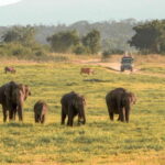 Minneriya National Park Safari from Sigiriya (Private Group) - The Elephants: The Main Attraction