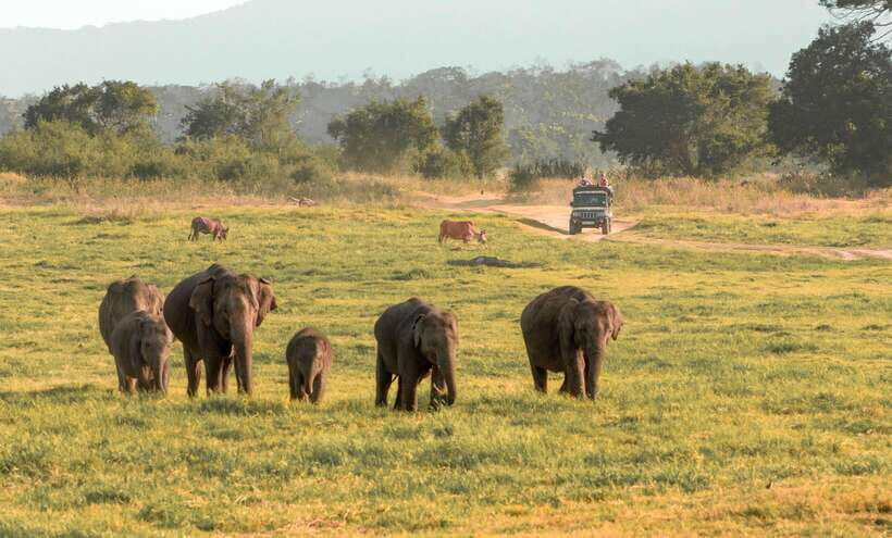 Minneriya National Park Safari from Sigiriya (Private Group) - The Elephants: The Main Attraction