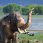 Minneriya National Park Safari  See Wild Elephants Up Close - In-Depth Look at the Parks