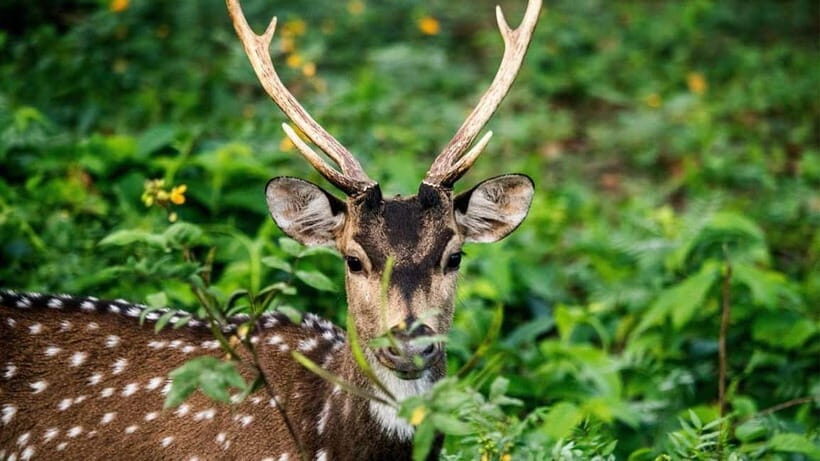 Minneriya Safari Park Private Tour From Habarana/Sigiriya - Why This Tour Works