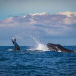 Mirissa: Snorkelling with Whales and Marine Life - The Itinerary and What to Expect