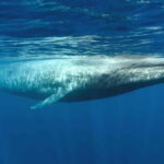 Mirissa Whale Watching-Yala Safari & Galle Fort Night Escape - Practical Details: What Travelers Should Know