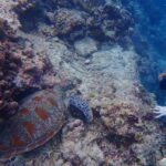 Moalboal: Private Beginner's Canyoning and Sardines & Turtle - What to Expect from Your Moalboal Private Tour