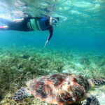 Moalboal: Sardine Run Snorkeling & Kawasan Canyoneering - The Itinerary in Detail