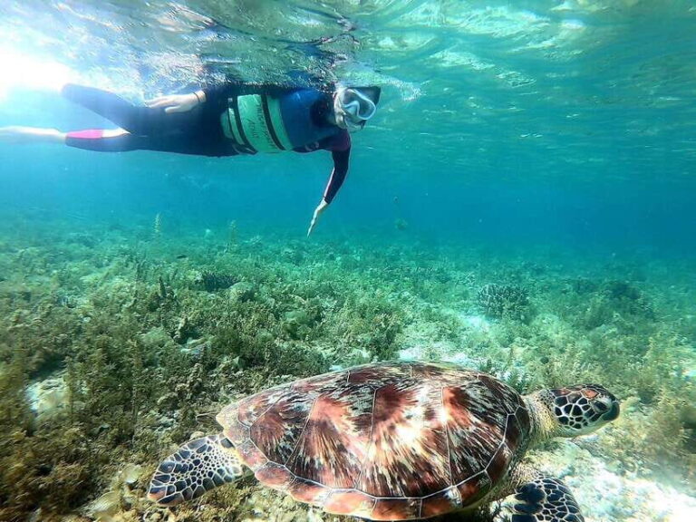 Moalboal: Sardine Run Snorkeling & Kawasan Canyoneering - The Itinerary in Detail