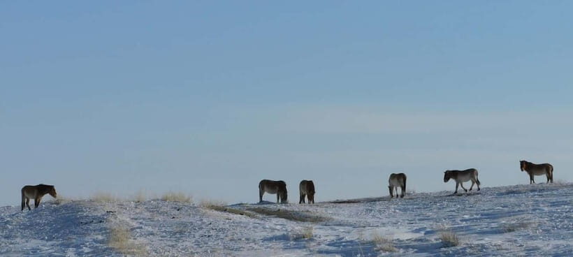 Mongolia: Hustai National Park - Transportation and Logistics