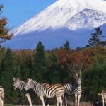 Mt Fuji : 10 hours Private Tour in Luxury Private Car - What Does the Experience Feel Like?