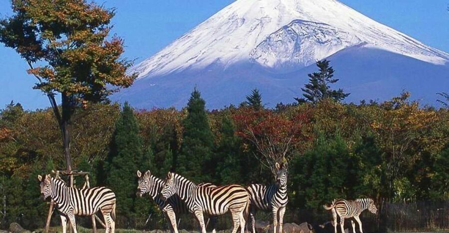 Mt Fuji : 10 hours Private Tour in Luxury Private Car - What Does the Experience Feel Like?