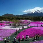 Mt Fuji and Hakone Private tour in Luxury Vehicle with Pro guide - Authentic Insights from Reviews