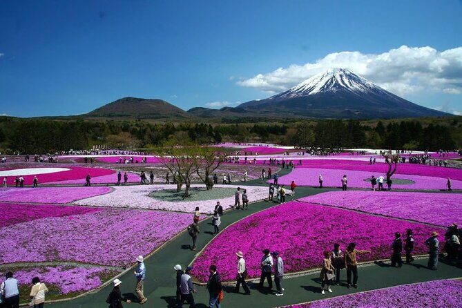 Mt Fuji and Hakone Private tour in Luxury Vehicle with Pro guide - Authentic Insights from Reviews