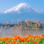 Mt Fuji Top 5 Spots Day Tour: Arakurayama Park,Oshino Hakkai - Final Thoughts: Who Is This Tour Perfect For?