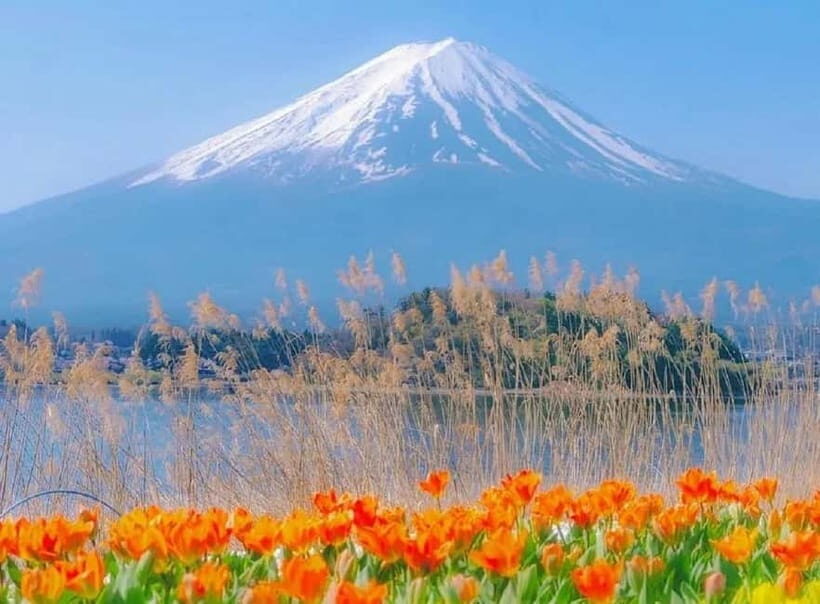 Mt Fuji Top 5 Spots Day Tour: Arakurayama Park,Oshino Hakkai - Final Thoughts: Who Is This Tour Perfect For?