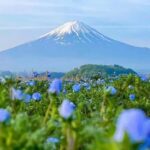 Mt. Fuji Tour: Lake Kawaguchiko Ropeway,Matcha,Oshino Hakkai - Final Thoughts: Who Will Love This Tour?