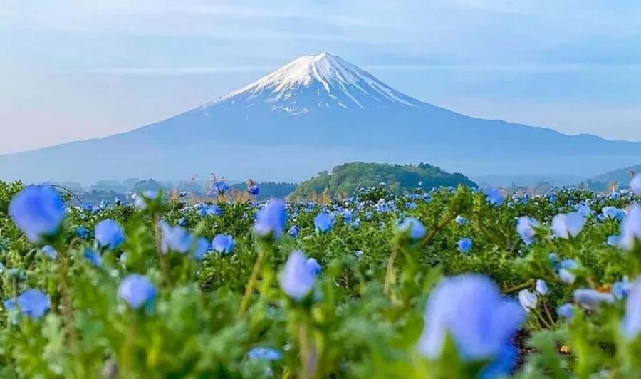 Mt. Fuji Tour: Lake Kawaguchiko Ropeway,Matcha,Oshino Hakkai - Final Thoughts: Who Will Love This Tour?