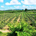 Mui Ne 48 Hours: Sunset Dunes, Scenic Train & Fresh Seafood - Why This Tour Provides Excellent Value