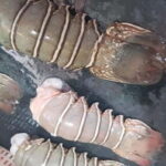 Mumbai Coastal Cooking: From Fishing Net to Flavourful Plate - Who Will Love This Tour?