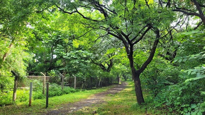 Mumbai: Maharashtra Nature Park Guided Nature Trail - Practical Details and Tips