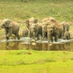 Munnar: Anakulam Jeep Safari with Waterfall and Elephant - An In-Depth Look at the Munnar Jeep Safari Experience
